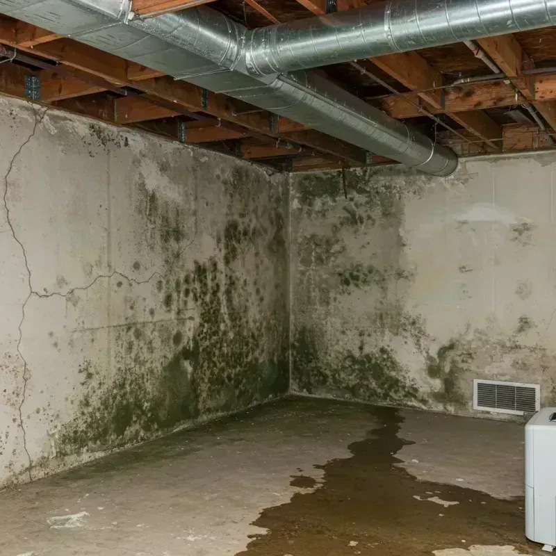 Professional Mold Removal in Calhoun County, MS